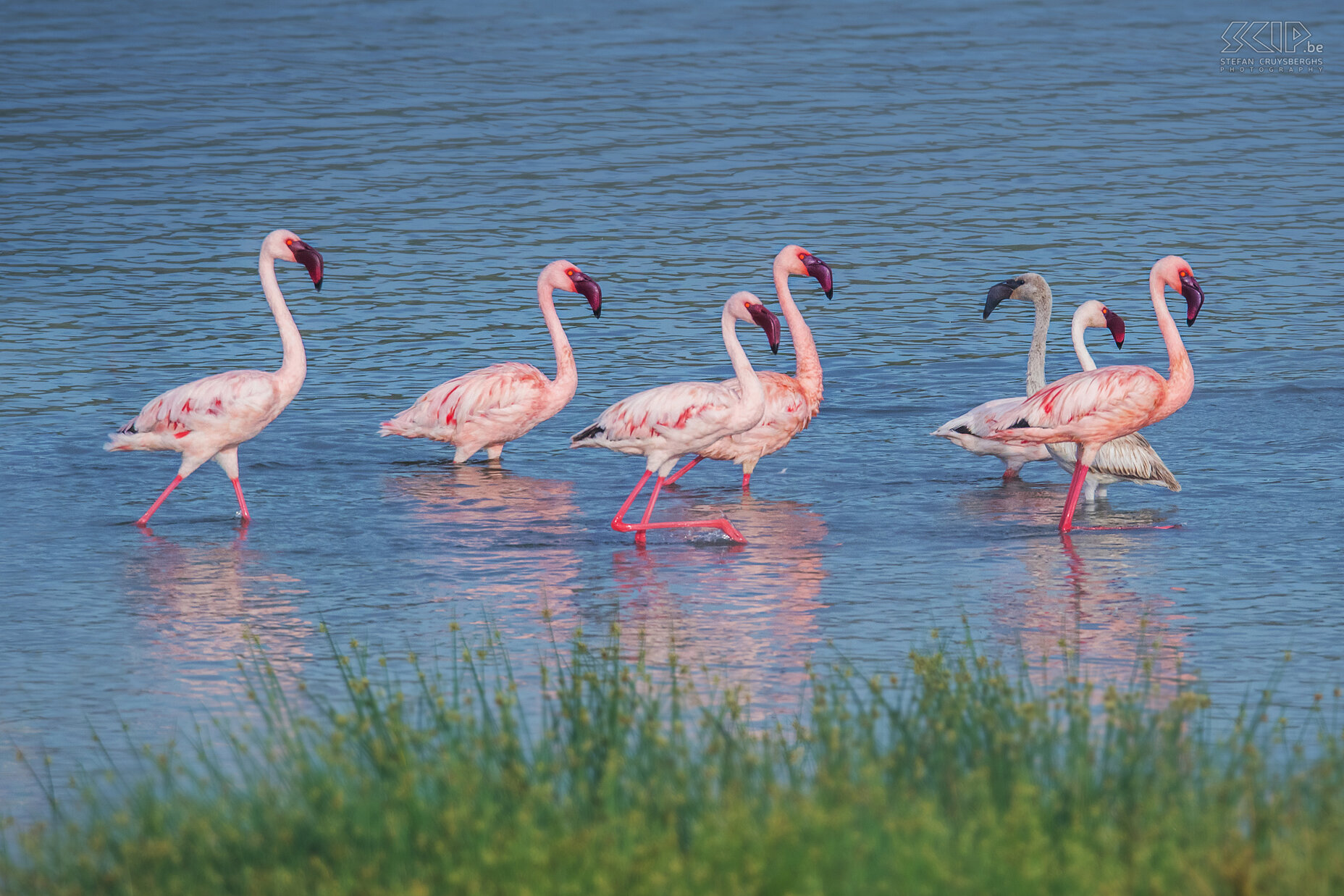 Lake Chitu - Flamingos The Greater flamingo (Phoenicopterus roseus)  is the largest species of flamingo. Most of the plumage is pinkish white but the wing coverts are red. Juveniles have a grey color. Stefan Cruysberghs